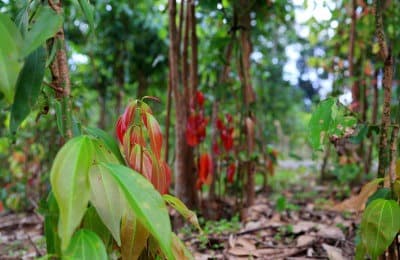 Cultivation